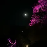 Pusula فندق *