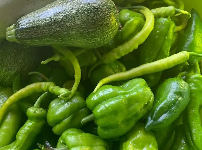 Pusula Кайакёй